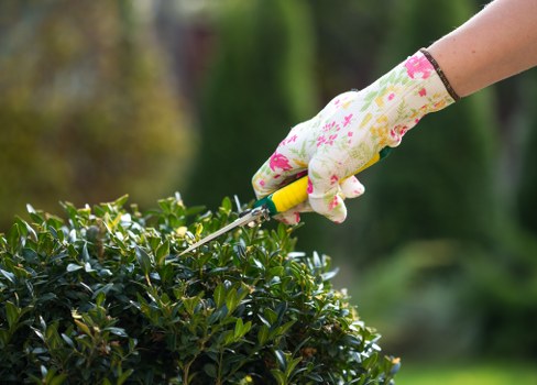 Gardener trimming a hedge in a residential area