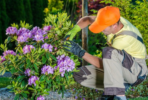 Professionally trimmed hedges in a Woolwich garden