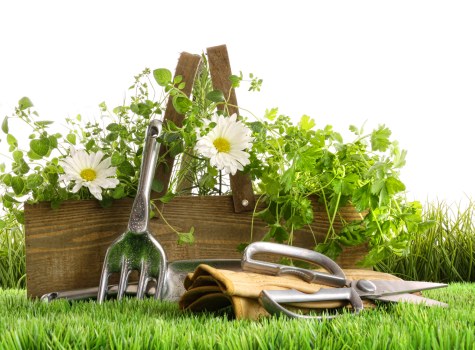 A wooden garden bed is situated on a lush, well-maintained lawn with vibrant green grass, containing various healthy, leafy plants and small white flowers. In front of the garden bed, there are garden tools including a fork, trowel, and secateurs, along with a pair of gardening gloves reinforced with leather. The garden bed is bordered by a narrow strip of soil and edged with surrounding grass, which appears dense and evenly trimmed. The background suggests an outdoor residential garden environment, possibly on a clear day, providing natural light that highlights the fresh greenery. The scene reflects typical gardening activities and tools used in maintaining domestic outdoor spaces, aligning with services offered by Hedge Trimming Woolwich, focusing on garden and hedge care in the Woolwich area, within postcode SE18. The overall scene conveys a tidy, actively maintained garden space suitable for landscaping and general gardening services.